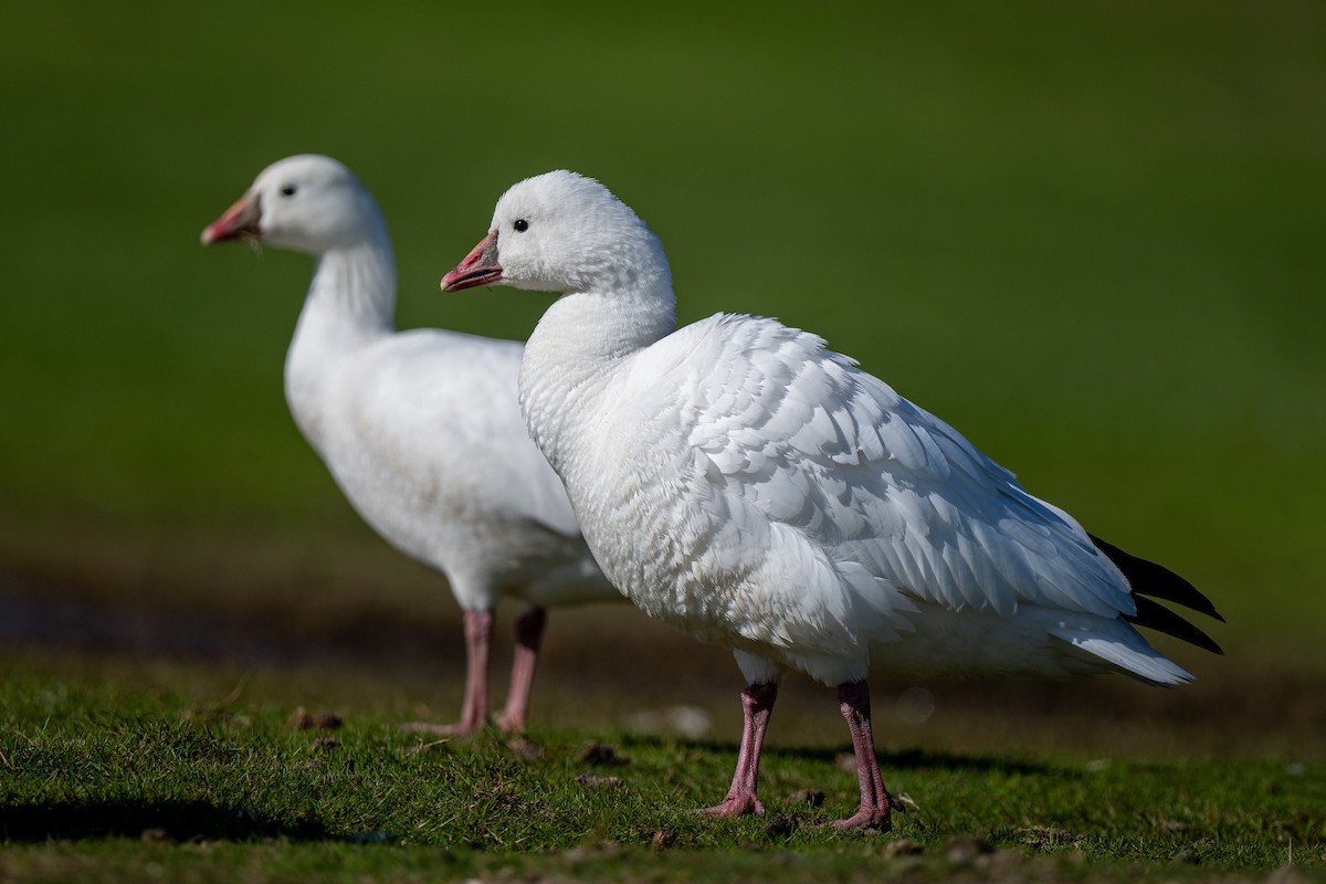 Ross's Goose - ML613581217