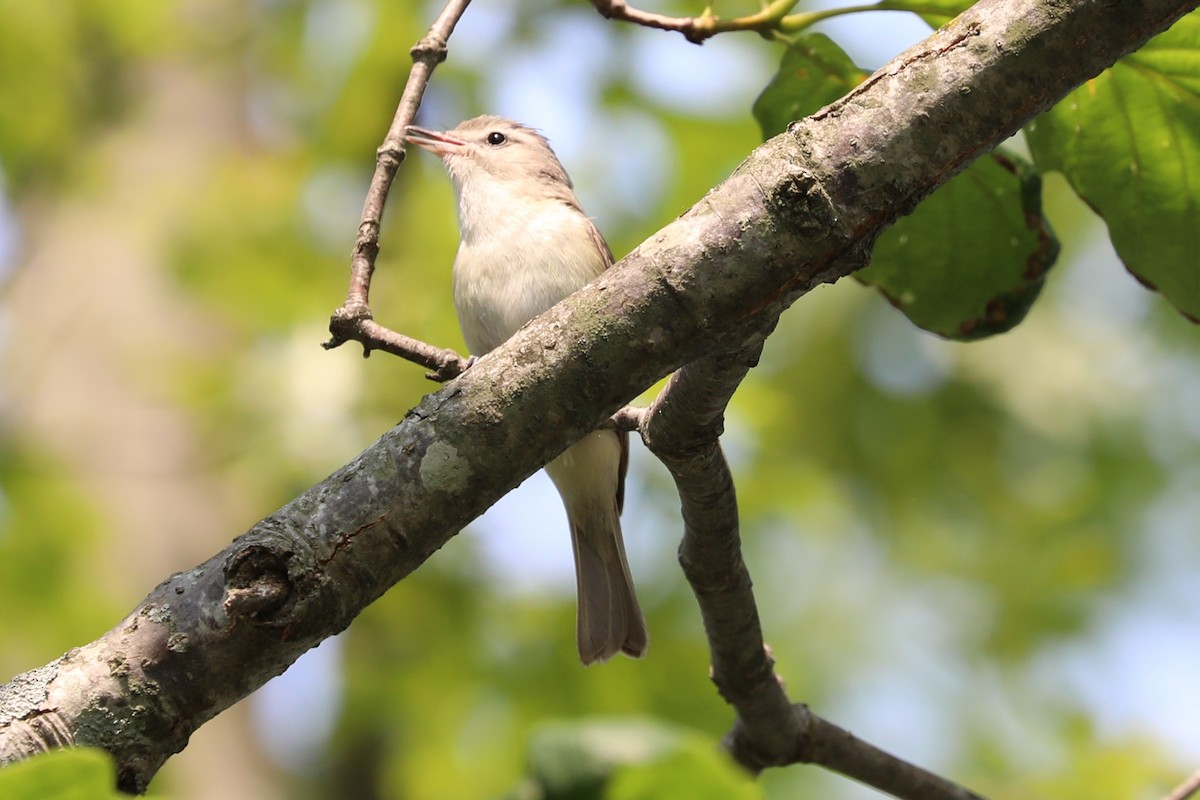 Warbling Vireo - Dianna Lieter