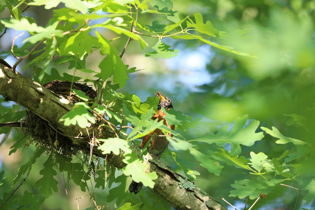 American Robin - ML613581232