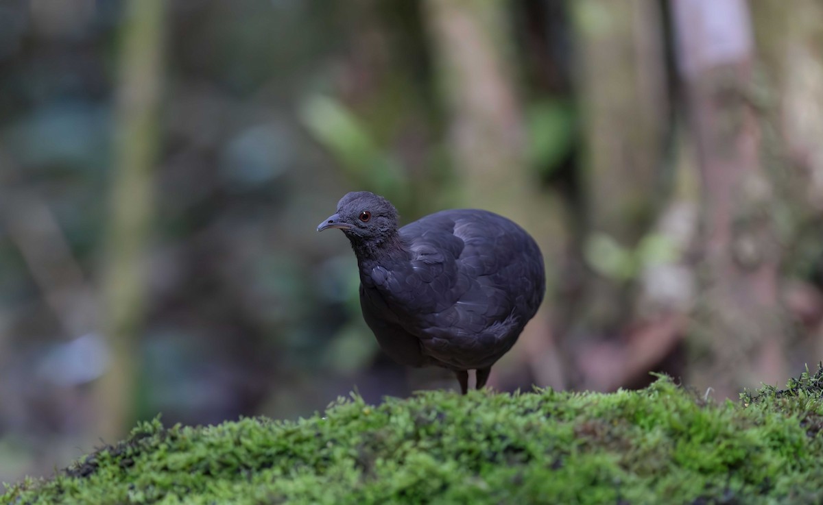 Cinereous Tinamou - ML613581266