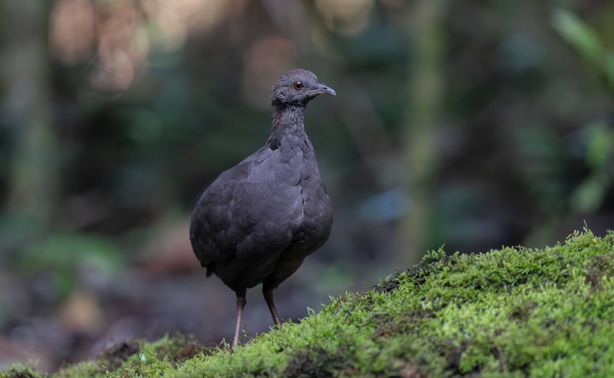 Cinereous Tinamou - Timo Mitzen