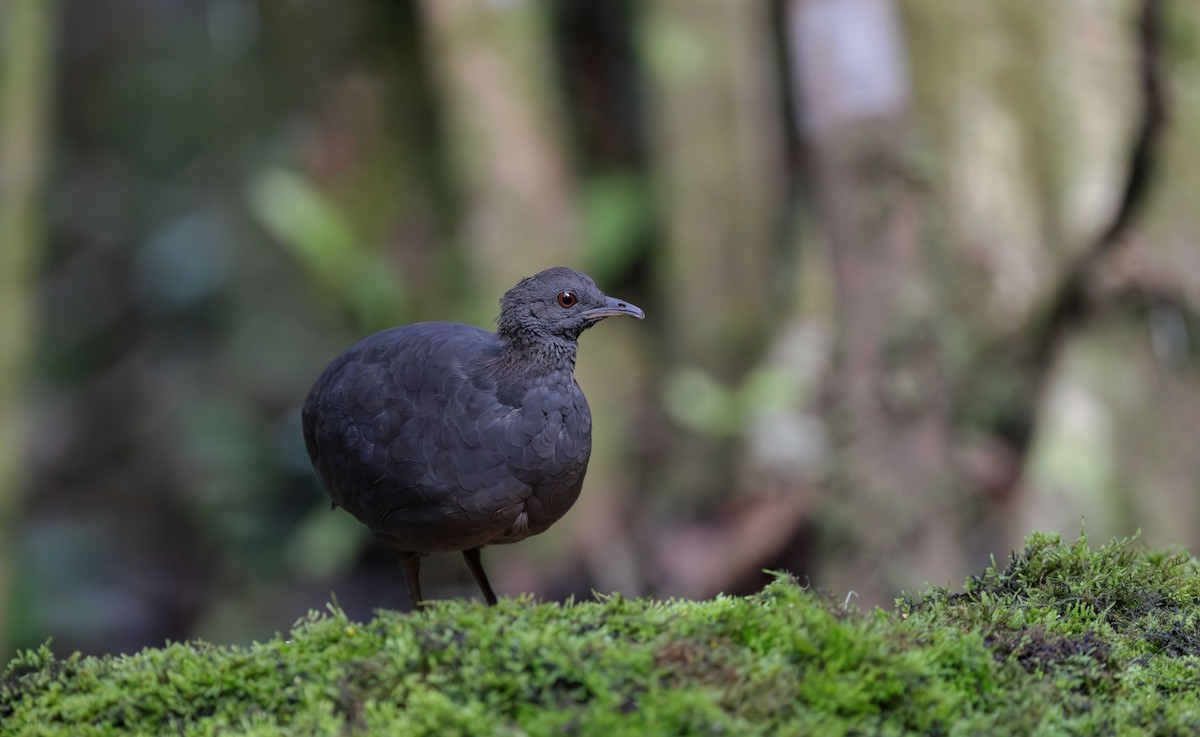 Cinereous Tinamou - ML613581271