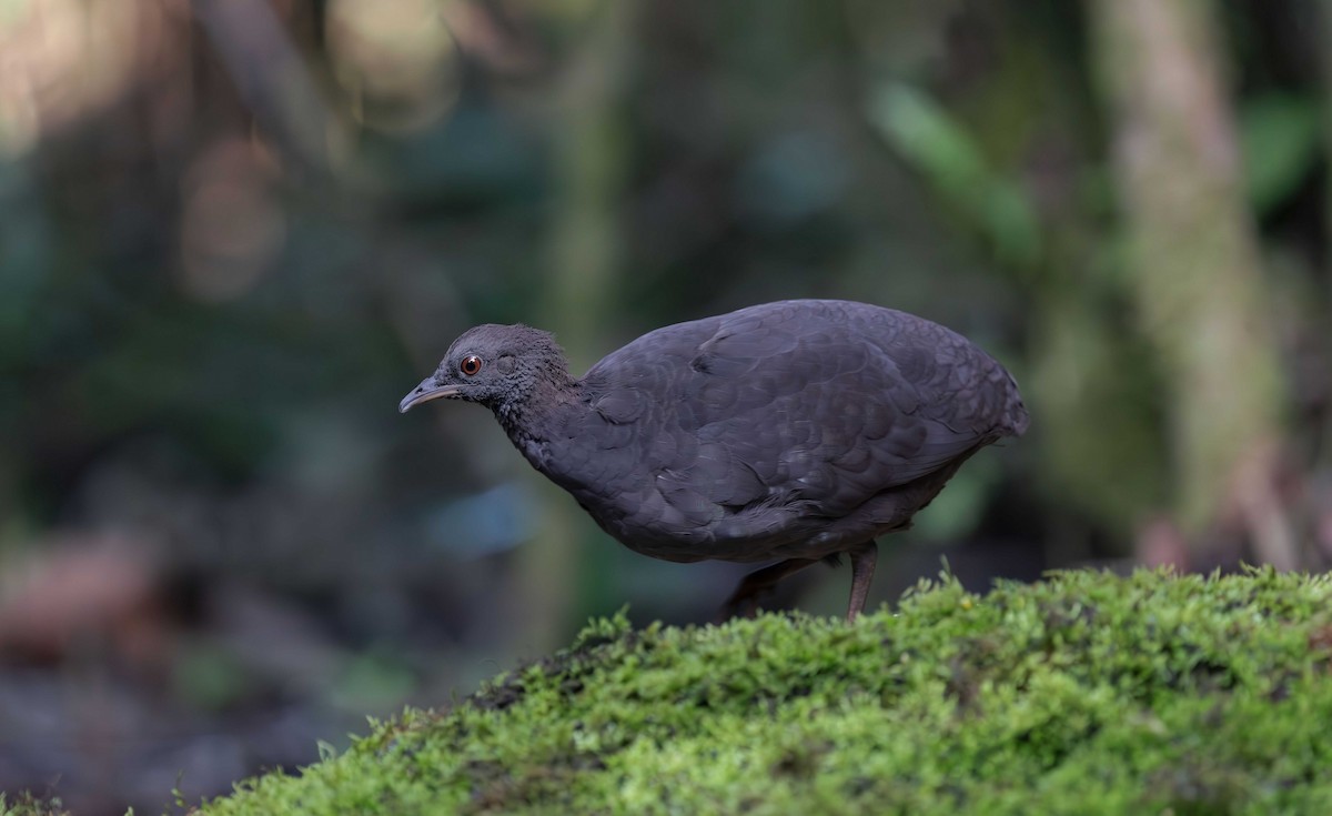 Cinereous Tinamou - ML613581272