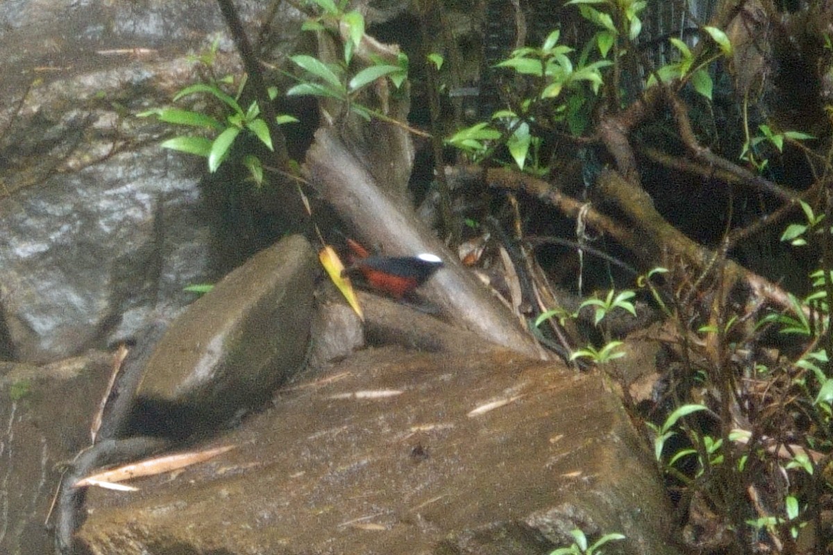 White-capped Redstart - ML613581273