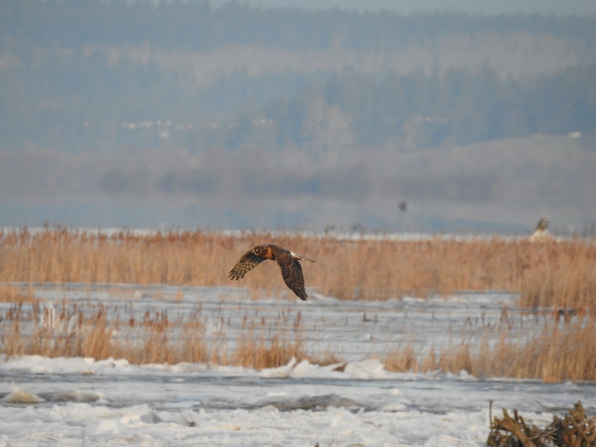 Northern Harrier - ML613581288