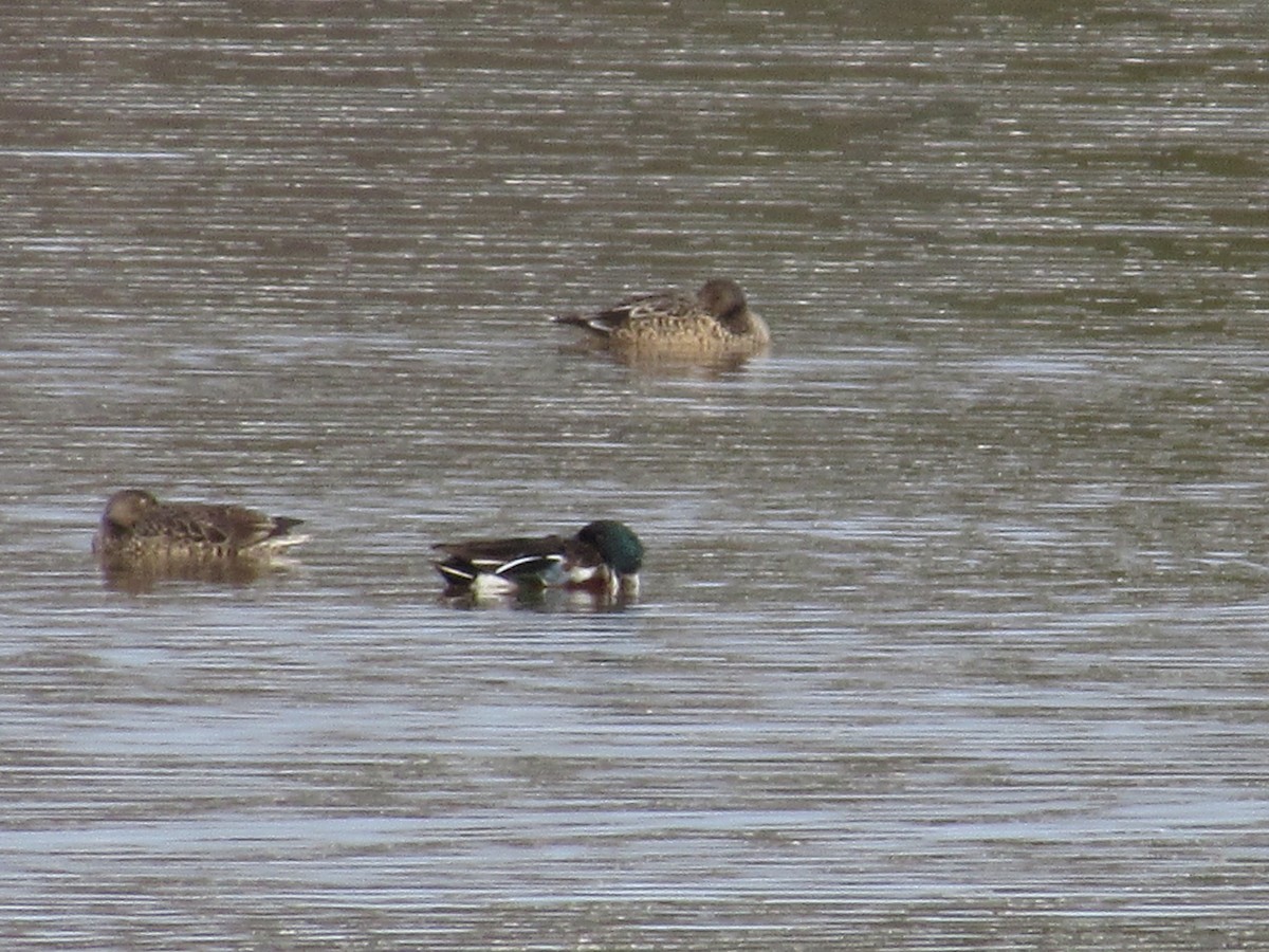 Northern Shoveler - ML613581289