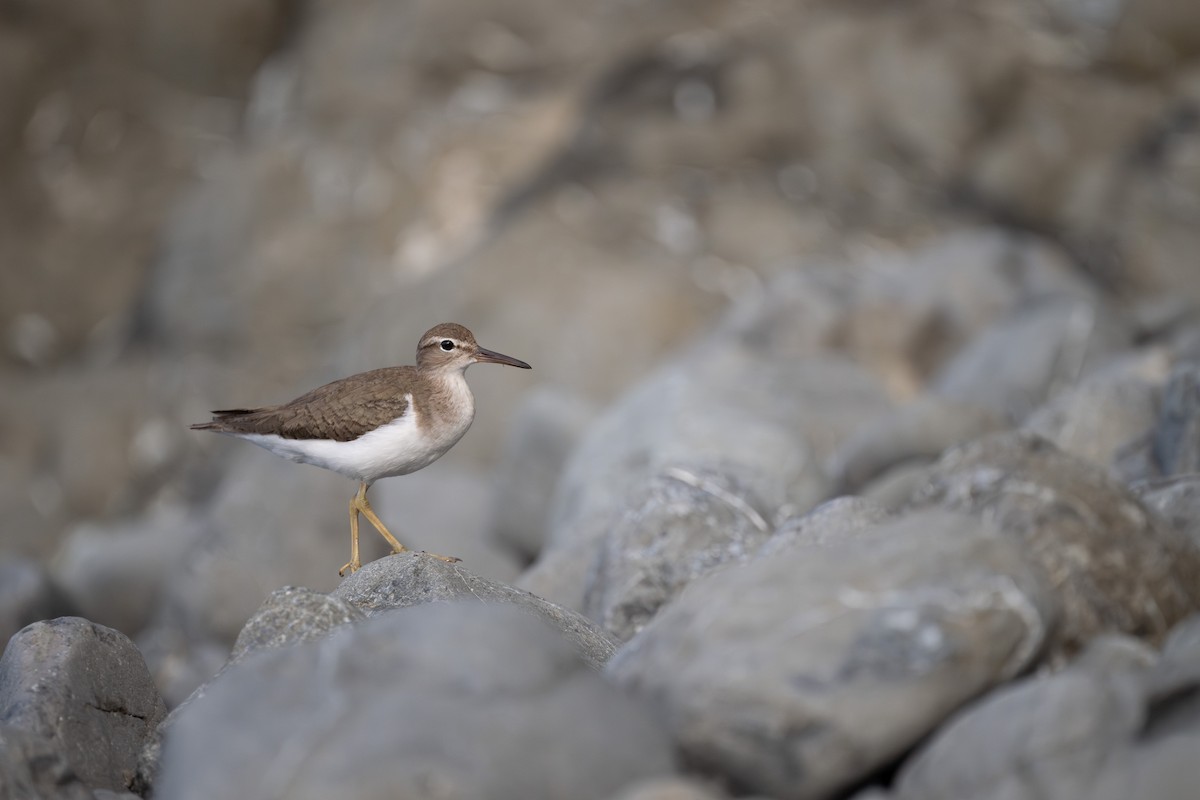 Spotted Sandpiper - ML613581306