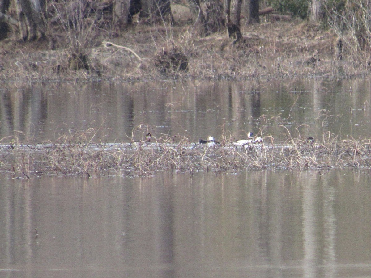 Bufflehead - ML613581318