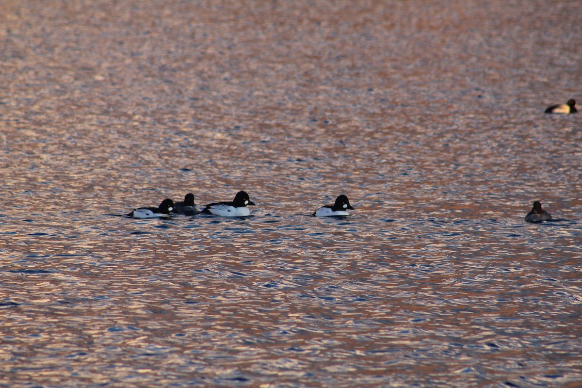 Common Goldeneye - ML613581344