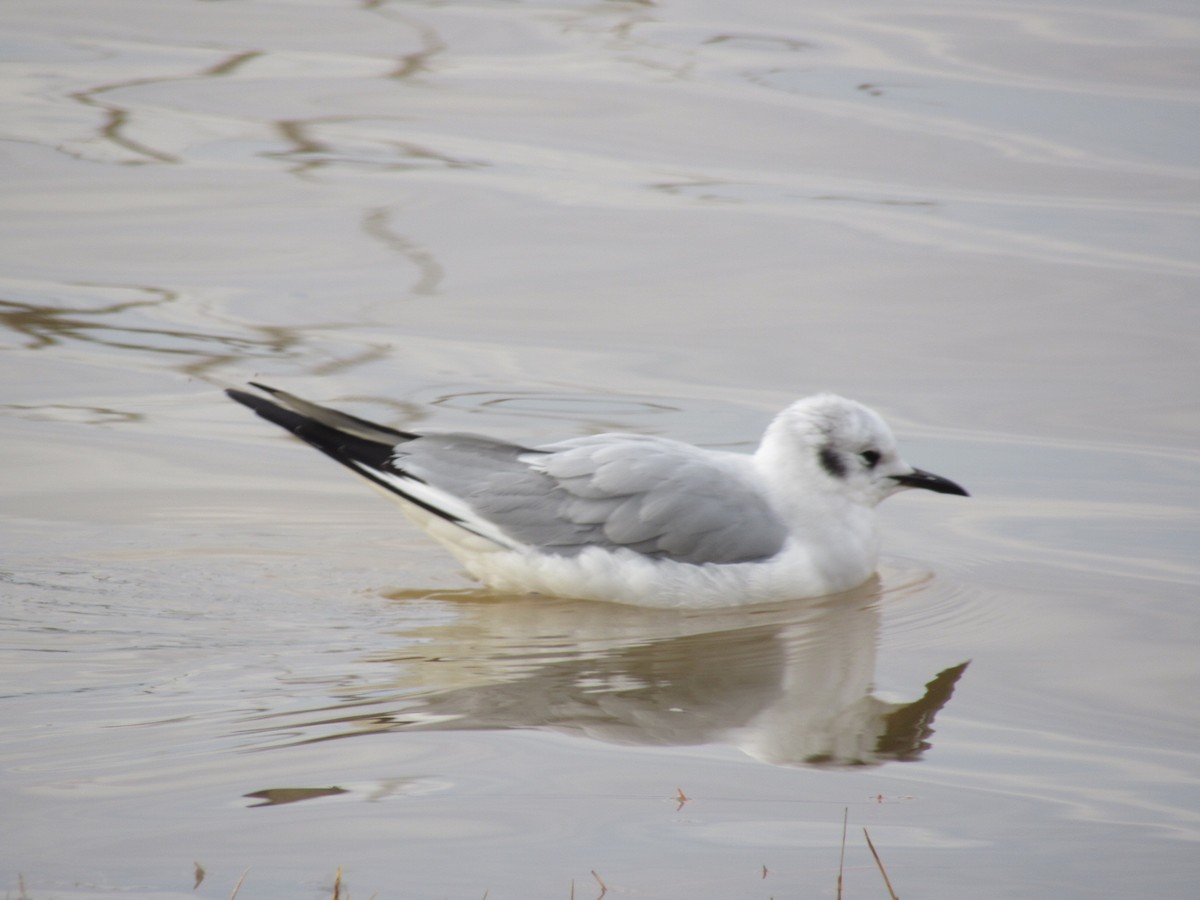 Bonaparte's Gull - ML613581383