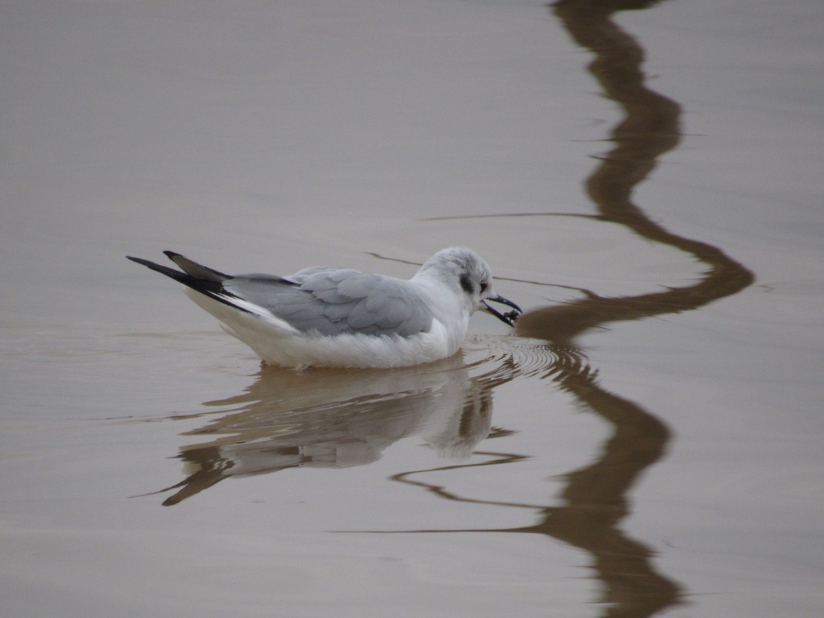 Bonaparte's Gull - ML613581386