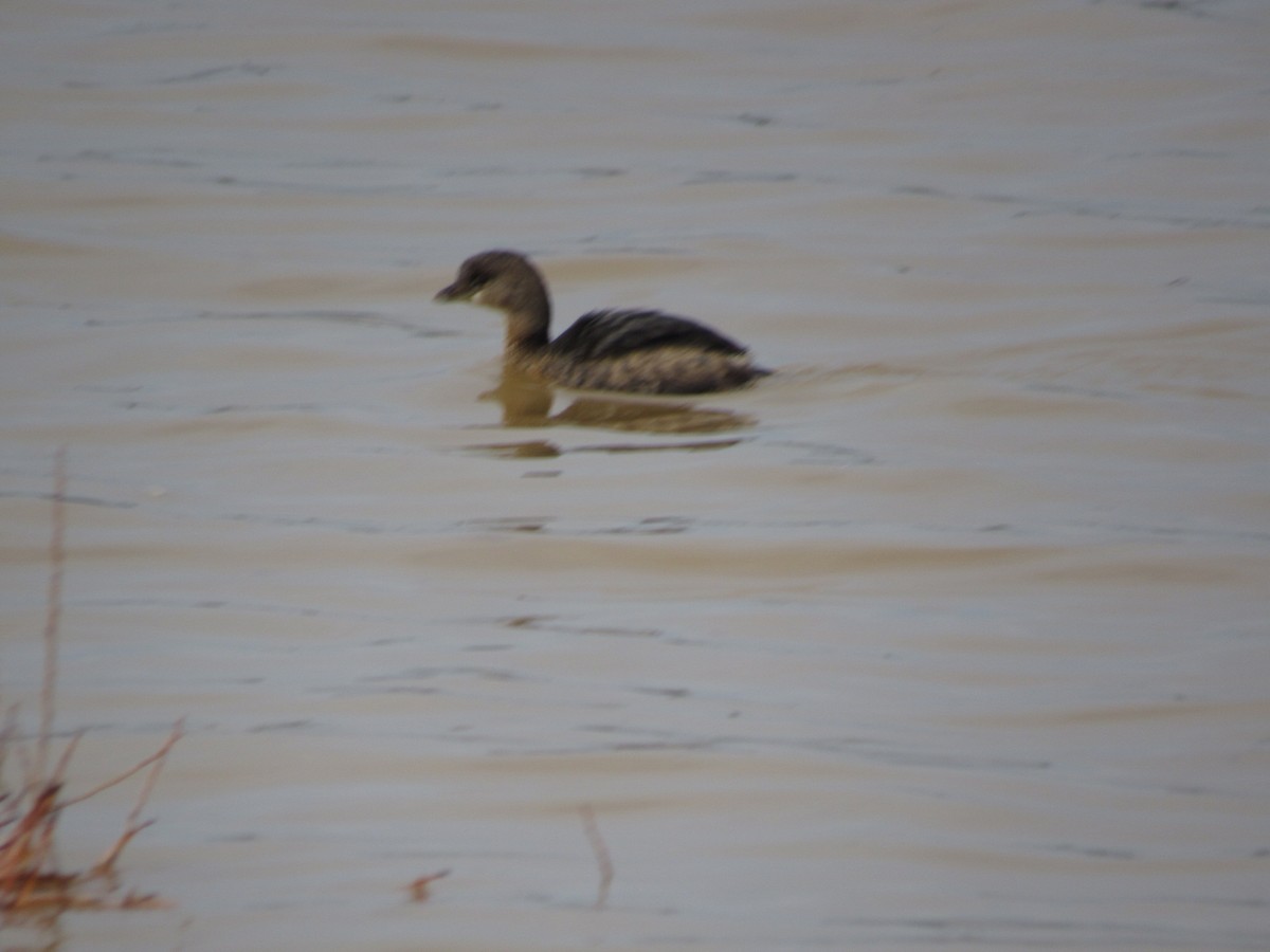 Pied-billed Grebe - ML613581410