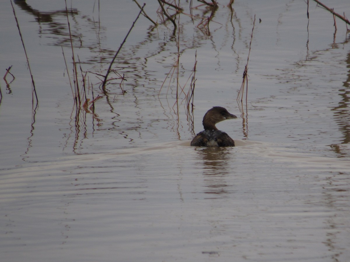 Pied-billed Grebe - ML613581411