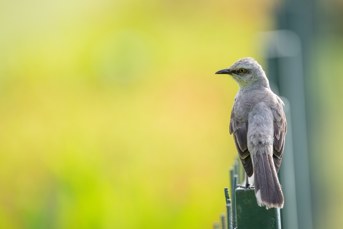 Tropical Mockingbird - ML613581433