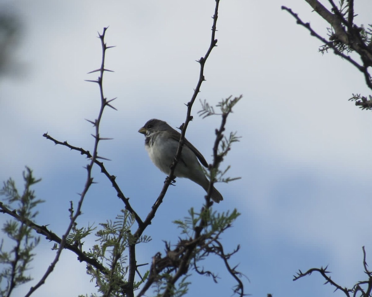 Double-collared Seedeater - ML613581593