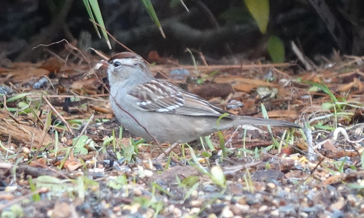 White-crowned Sparrow - ML613581605