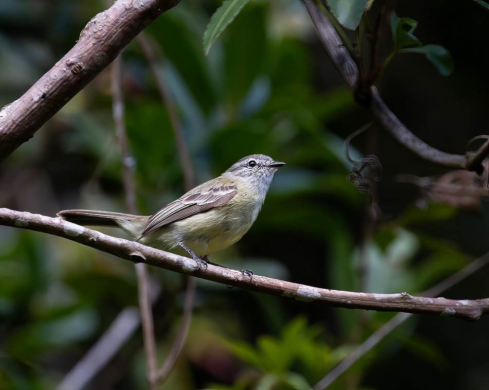 Planalto Tyrannulet - ML613581623