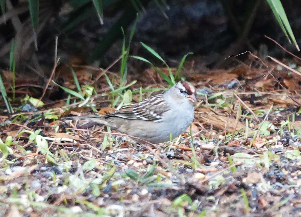 White-crowned Sparrow - ML613581628