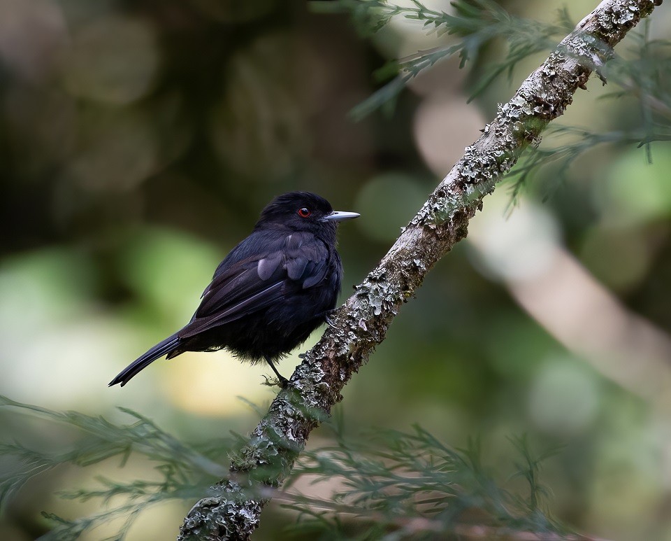 Blue-billed Black-Tyrant - ML613581629