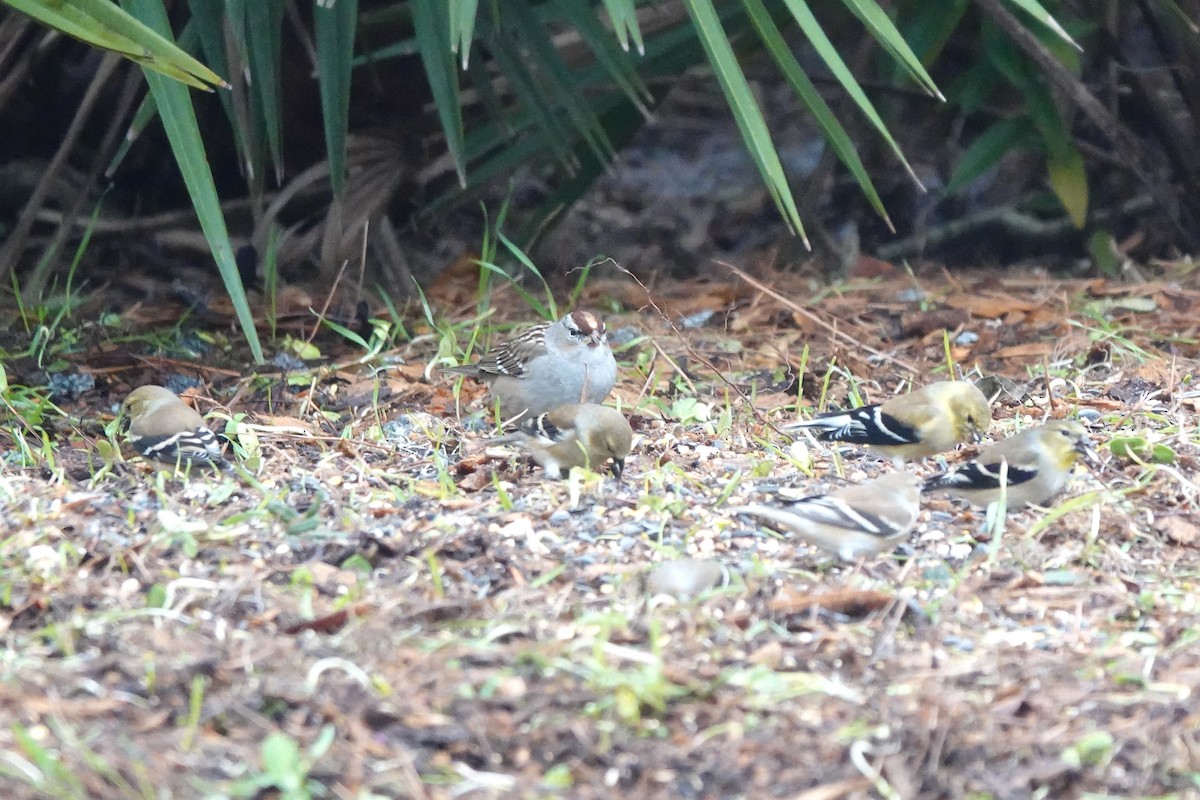 White-crowned Sparrow - ML613581635