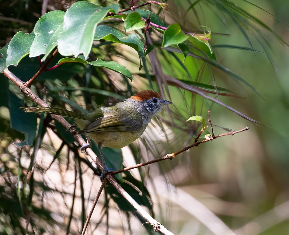 Rufous-crowned Greenlet - Ronaldo Lebowski