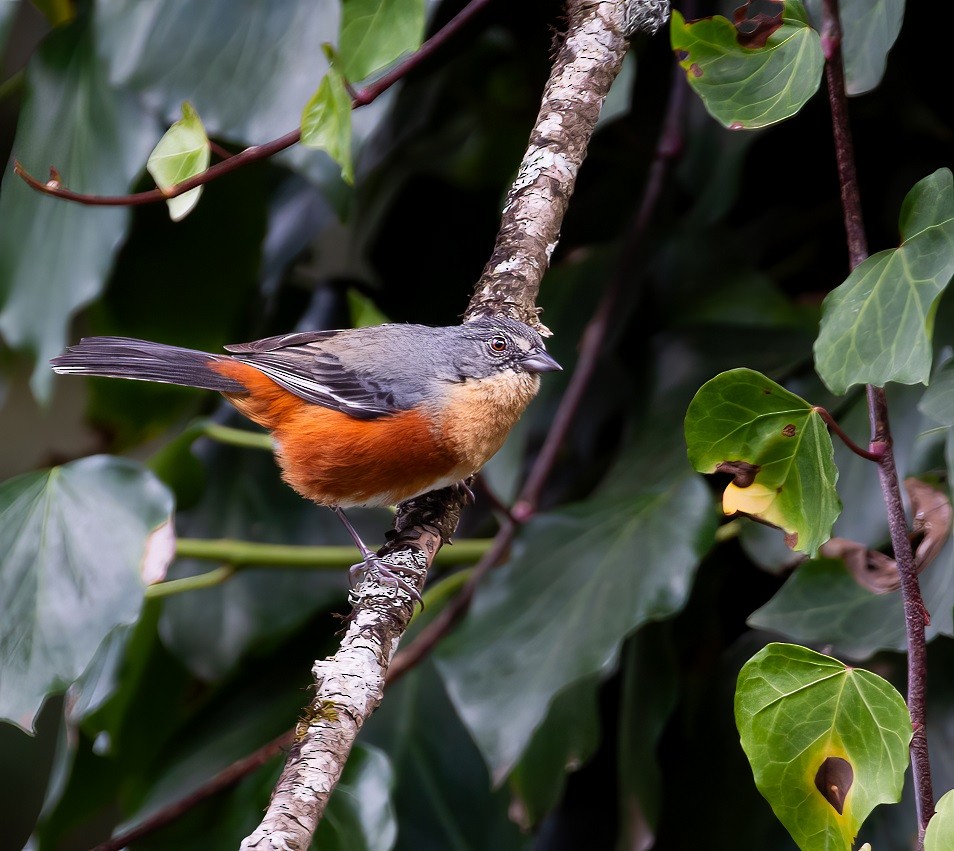 Buff-throated Warbling Finch - ML613581662