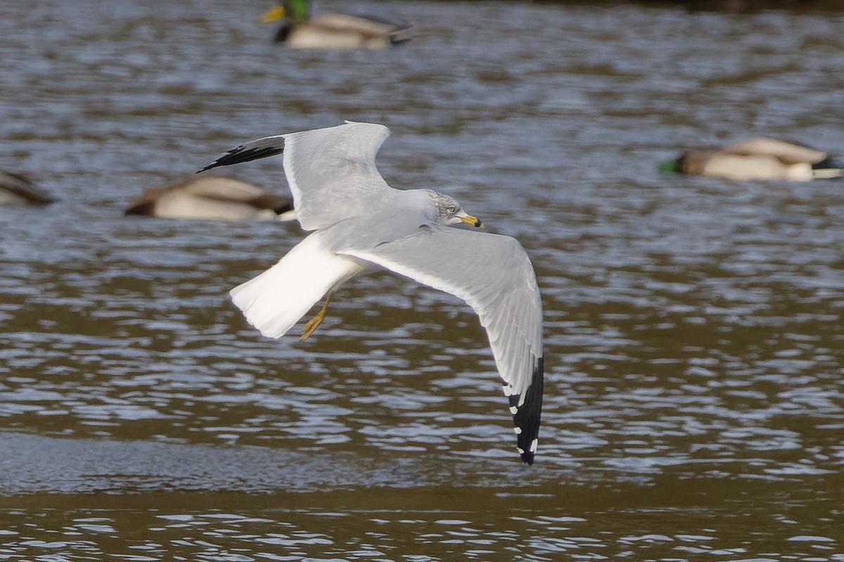 Ring-billed Gull - ML613581787