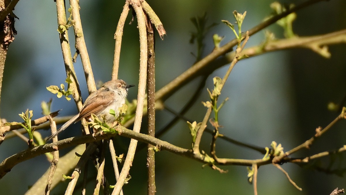 Himalayan Prinia - ML613581815