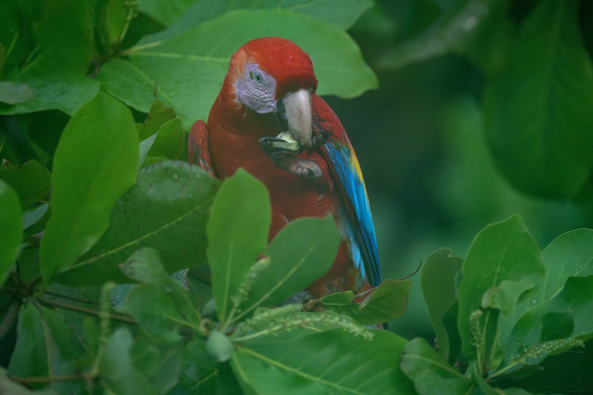 Scarlet Macaw - ML613581897