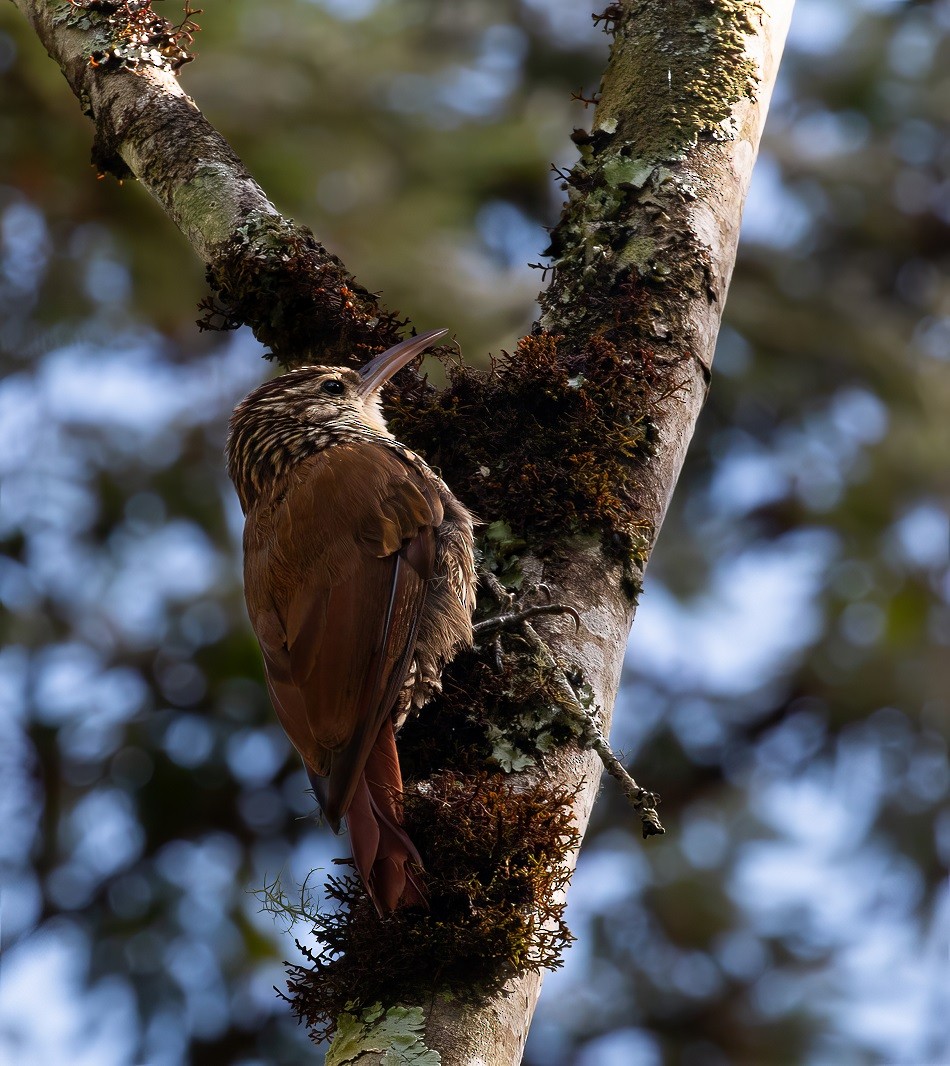 Scalloped Woodcreeper - ML613581909