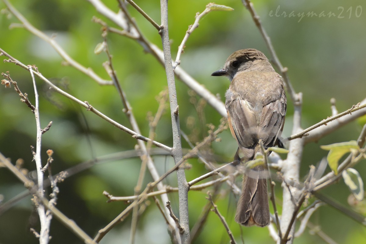 Ash-throated Flycatcher - ML61358191