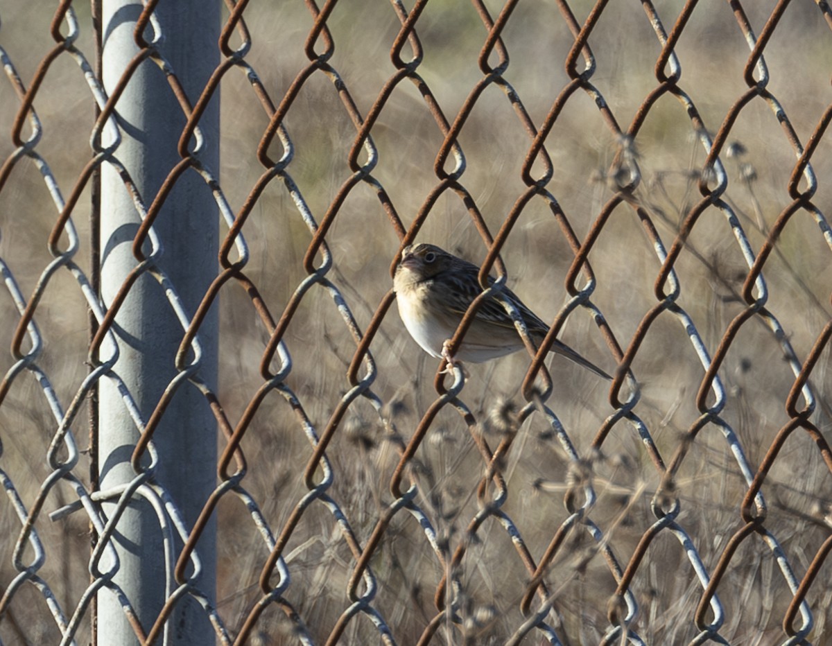 Grasshopper Sparrow - ML613581912