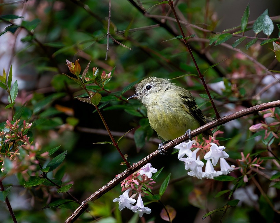 Mottle-cheeked Tyrannulet - Ronaldo Lebowski