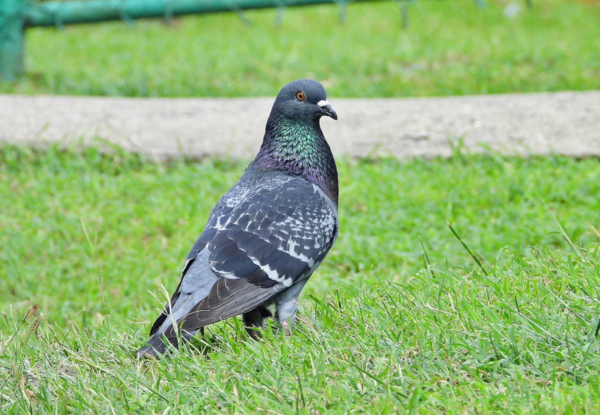 Rock Pigeon (Feral Pigeon) - ML613582118