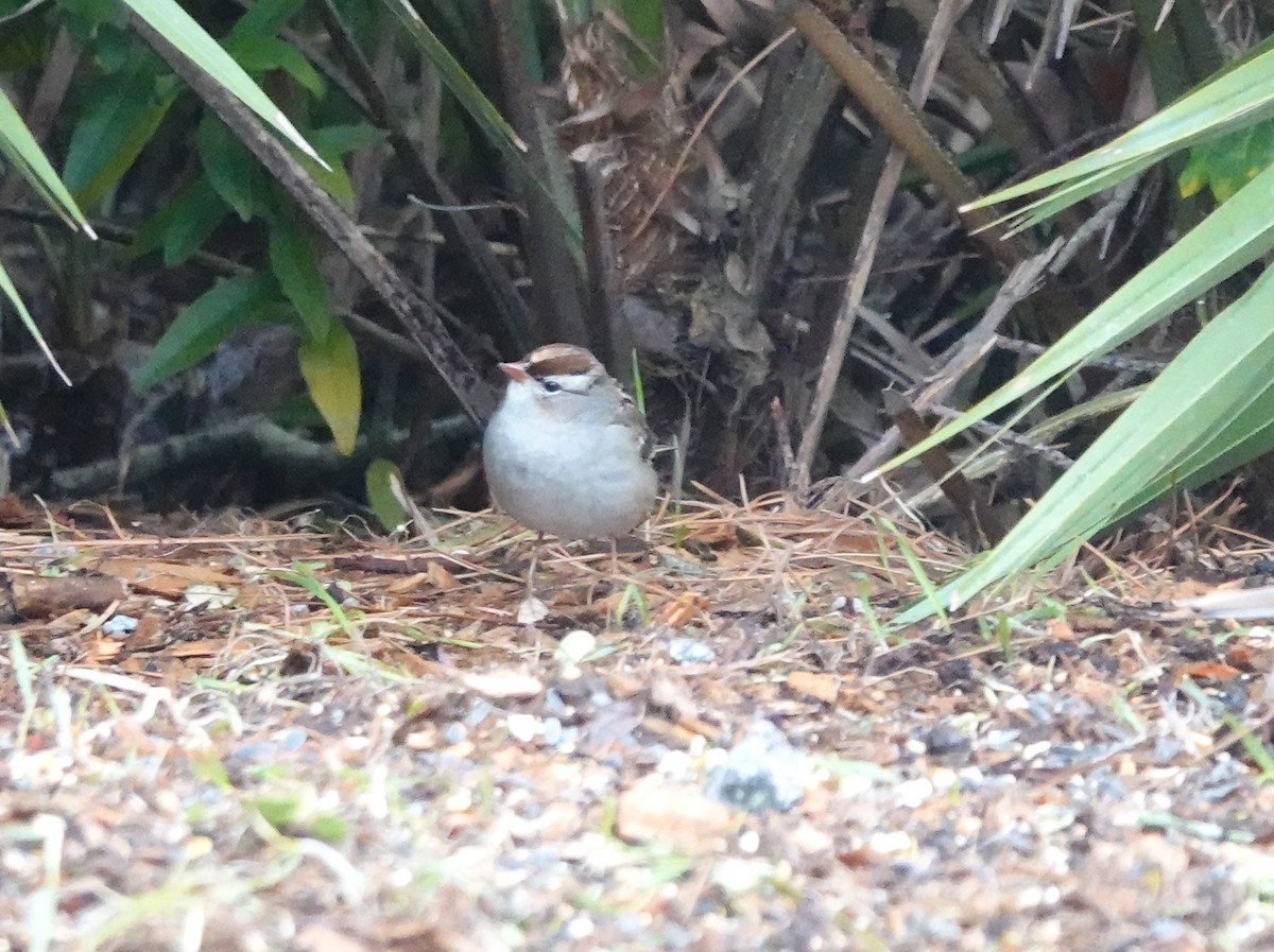 White-crowned Sparrow - ML613582137