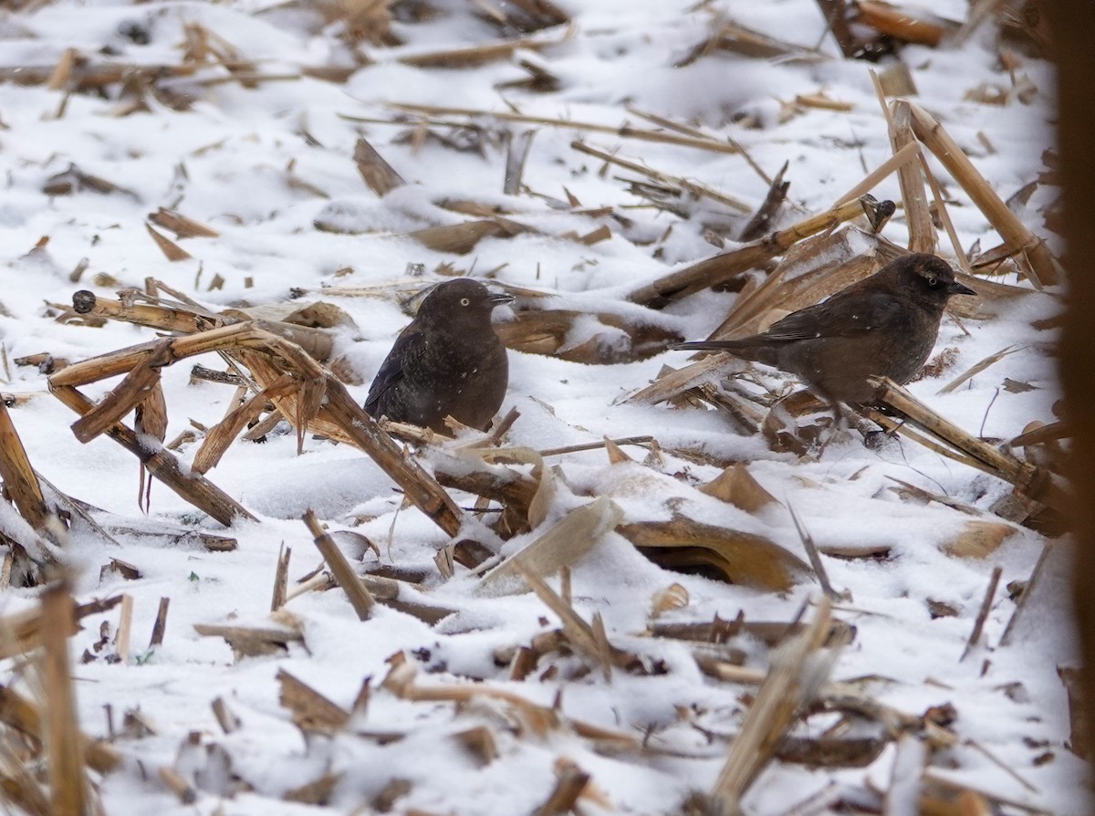 Rusty Blackbird - Larry Theller