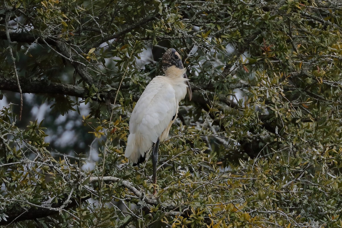 Wood Stork - ML613582217