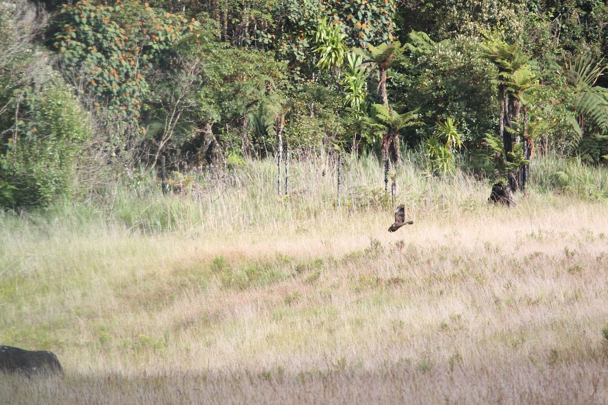 Papuan Harrier - ML613582224