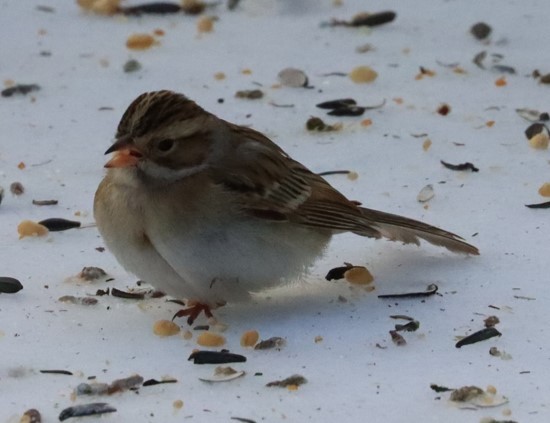 Clay-colored Sparrow - ML613582271