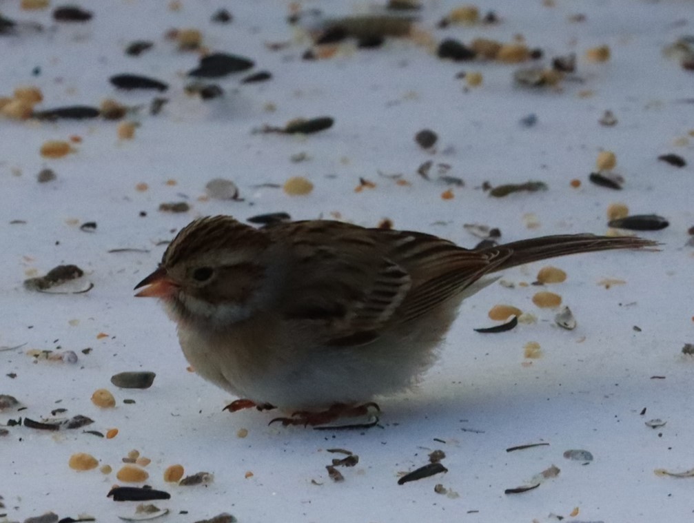 Clay-colored Sparrow - ML613582272