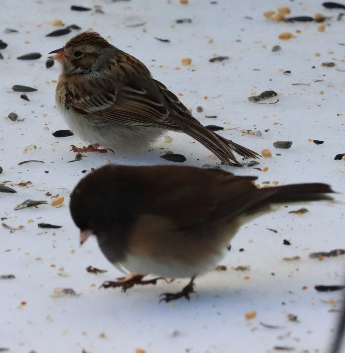 Clay-colored Sparrow - ML613582273