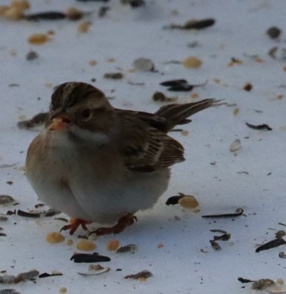 Clay-colored Sparrow - ML613582274
