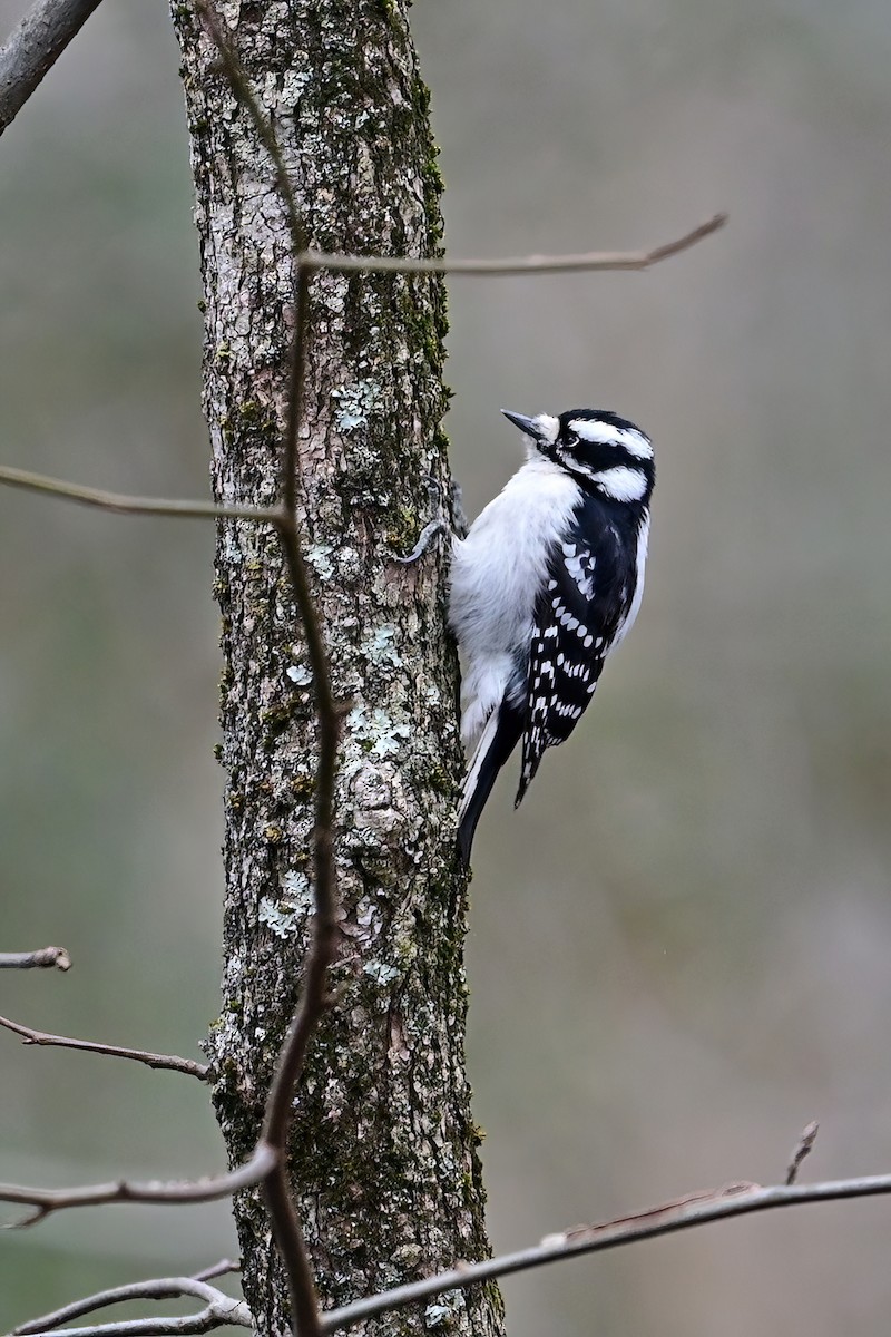 Downy Woodpecker - Eileen Gibney