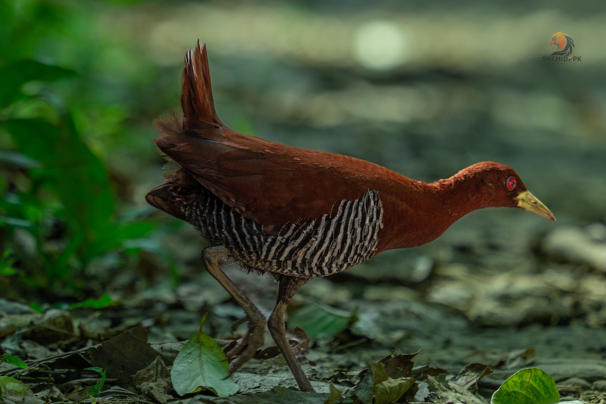 Andaman Crake - ML613582292