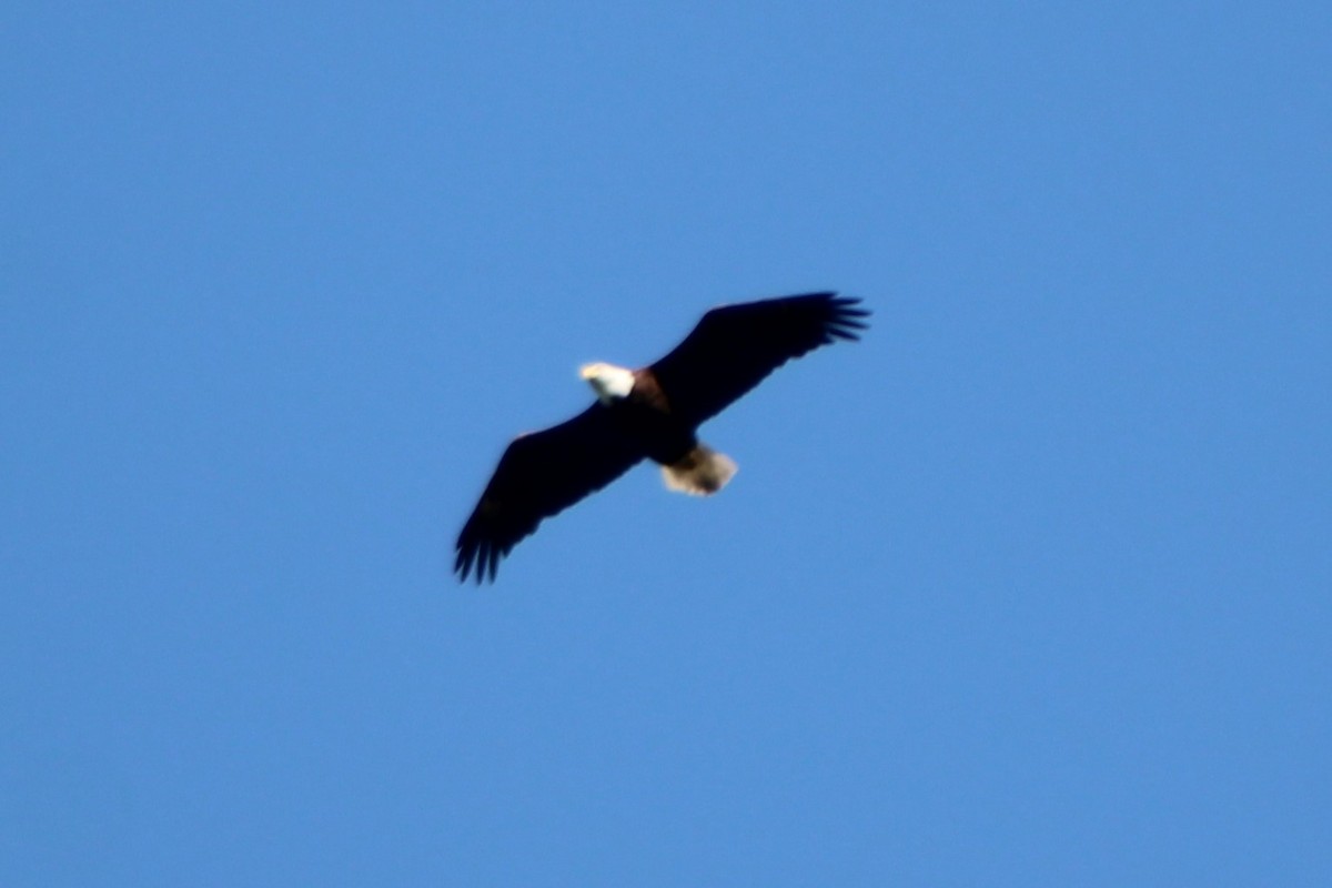 Bald Eagle - ML613582300