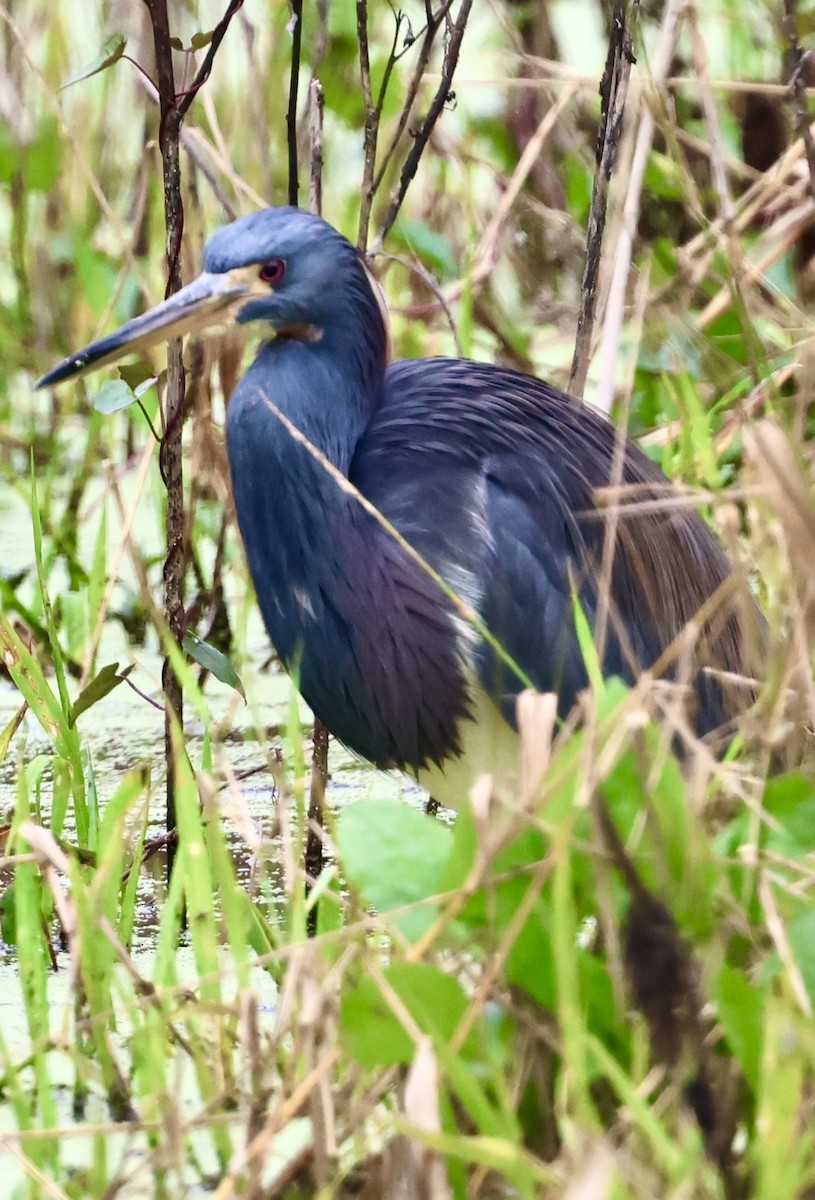 Tricolored Heron - ML613582305