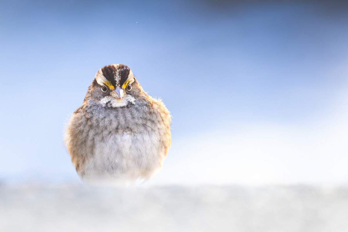 White-throated Sparrow - ML613582314