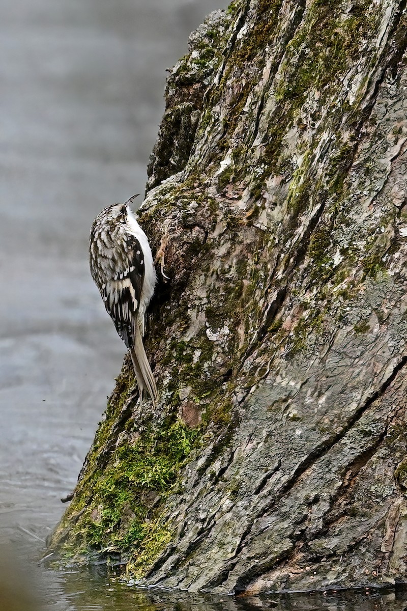 Brown Creeper - Eileen Gibney