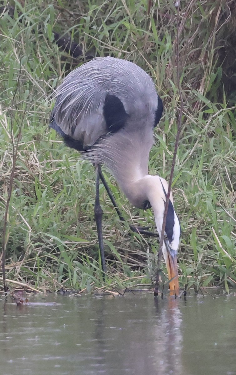 Great Blue Heron - Debbie Crowley