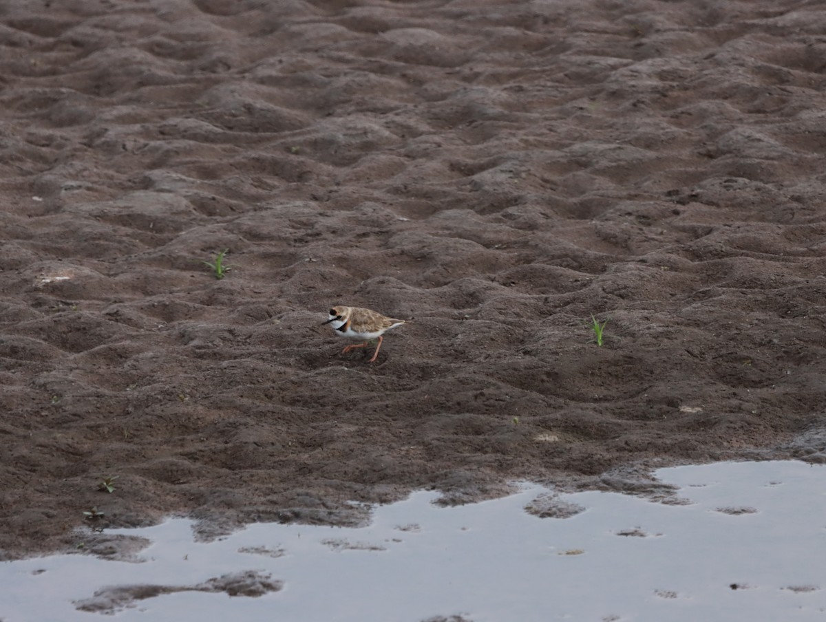 Collared Plover - ML613582378